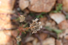 Polycarpaea corymbosa